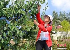 （乡村行·看振兴）山西上党西梅特色种植结硕果